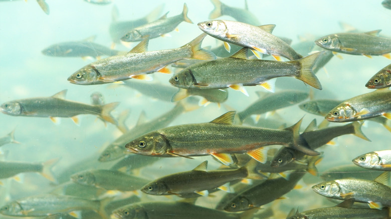 Su altında birlikte yüzen minnows