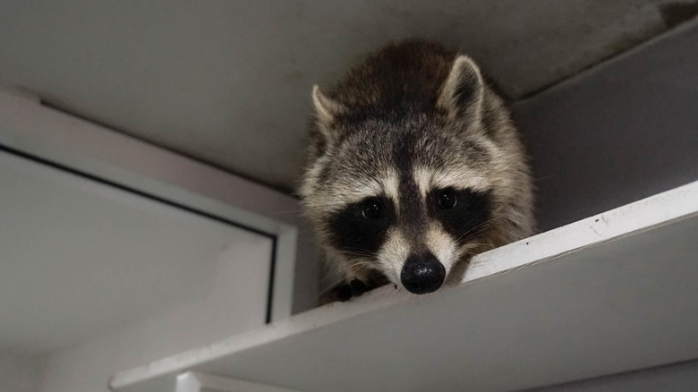 Beyaz bir raftan bir rakun aşağı bakıyor
