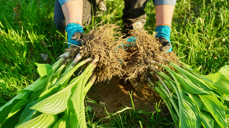 Hosta tesislerini bölmek