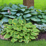 Alerj dostu bir bahçe için mükemmel olan zarif çiçeklerle popüler ve çok yönlü bitki