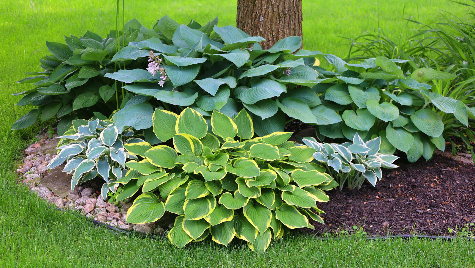 Alerj dostu bir bahçe için mükemmel olan zarif çiçeklerle popüler ve çok yönlü bitki