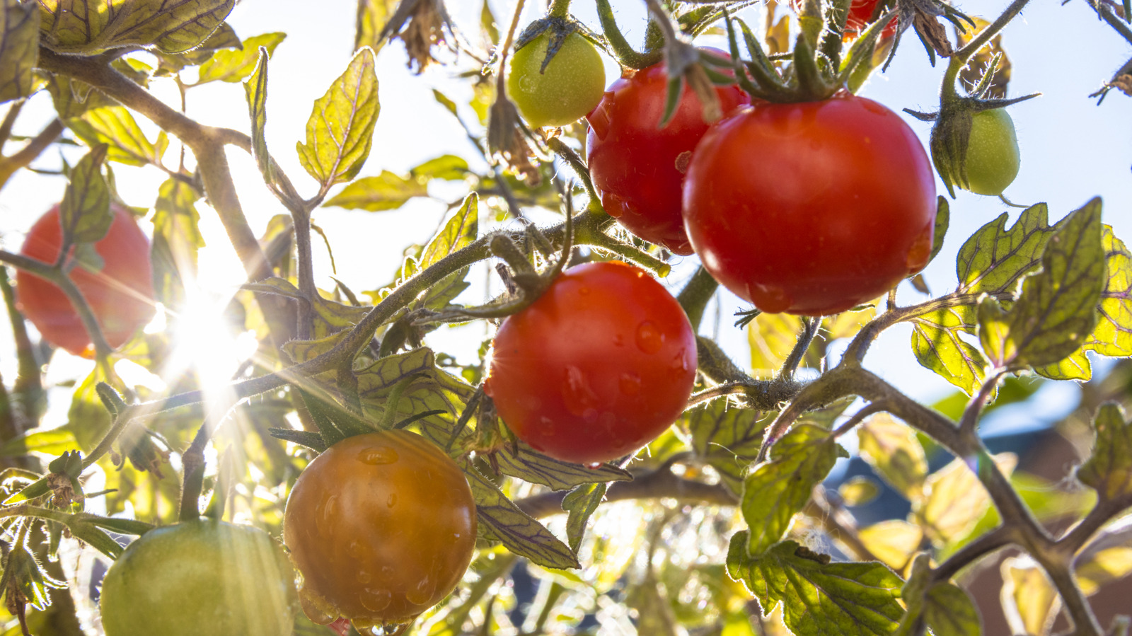 Sağlıklı bahçe domates yetiştirmek için en iyi toprak türü