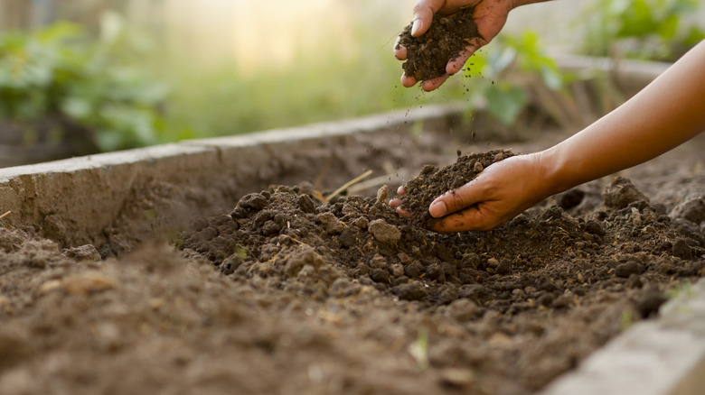 Bir bahçıvan toprağı ellerinde eleyar.