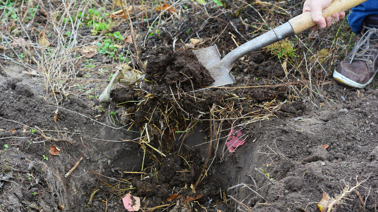 Bir bahçıvan toprağa bir kompost kürek ekler.