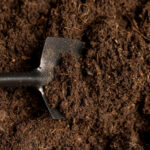 Bahçe toprağını canlandırmanın eski moda yolları (ve bugün nasıl yapılır)