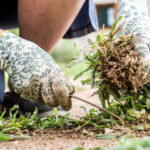 Bu uygun fiyatlı araç yabancı ot kontrolü için bir oyun değiştirici olabilir - incelemeler ne diyor?