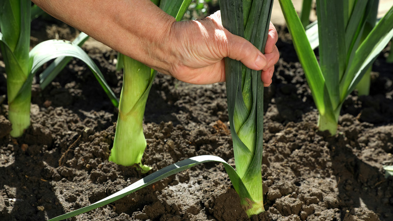 Bir erkeğin eli yerden bir pırasa çeker.