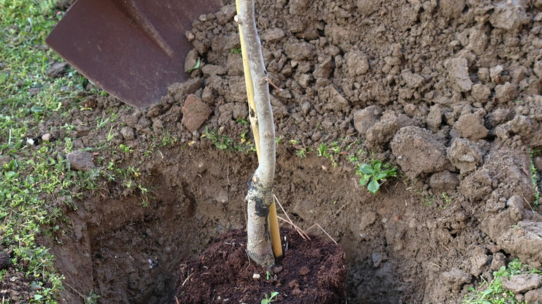 Genç bir persimmon ağacı yeni kazılmış bir deliğe oturur.