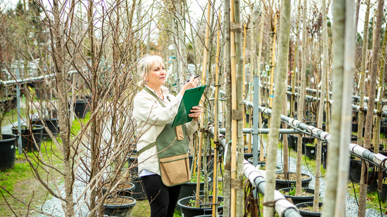 Bir bahçıvan bir kreşte bir dizi çıplak meyve ağacı denetler.