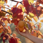 Persimmon meyve ağaçlarıyla ilgili en büyük sorun (evet, aşılanmış olanlar bile)