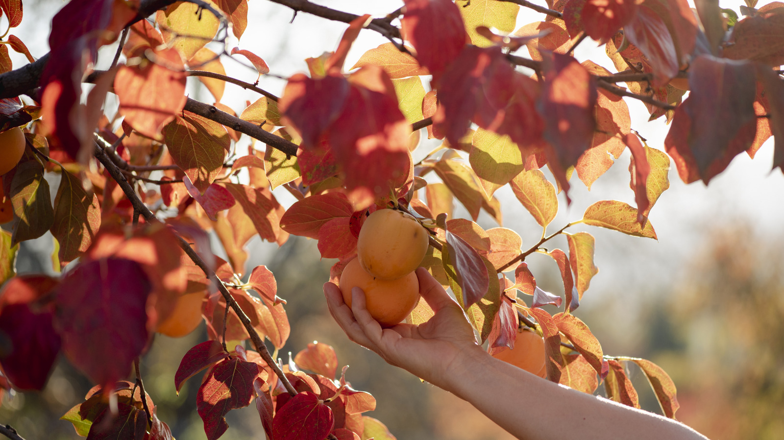 Persimmon meyve ağaçlarıyla ilgili en büyük sorun (evet, aşılanmış olanlar bile)