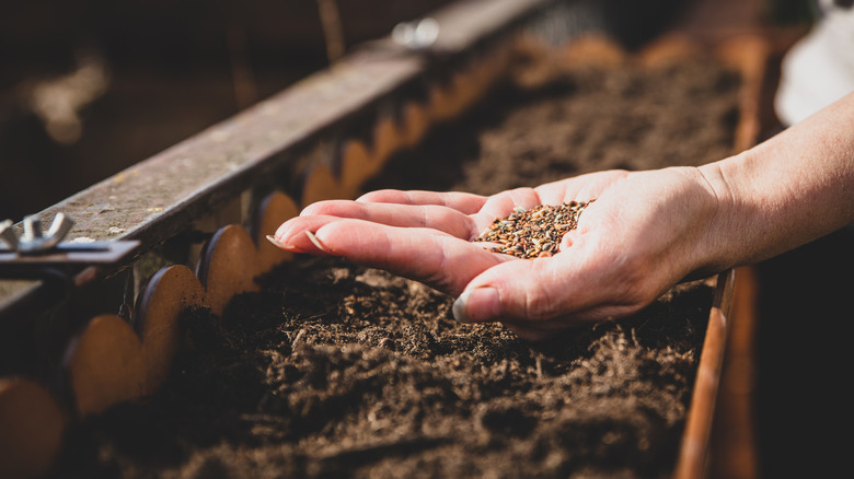 Toprak dolu kabının üzerinde kır çiçeği tohumu karışımını tutan el