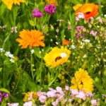 Bahçenizi kaybetmeden bahçenize çarpıcı kır çiçekleri eklemenin akıllı yolu