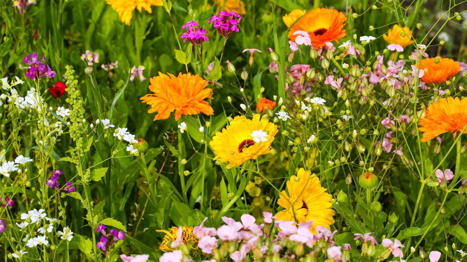 Bahçenizi kaybetmeden bahçenize çarpıcı kır çiçekleri eklemenin akıllı yolu