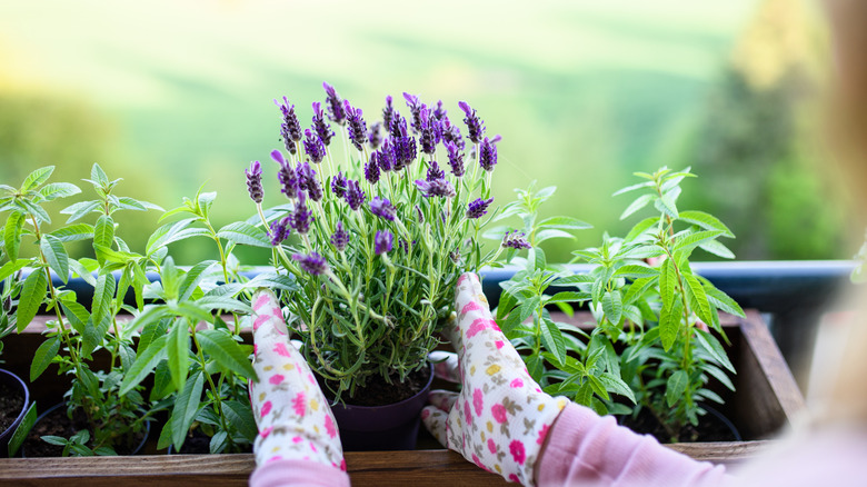 Lavanta diken kadın