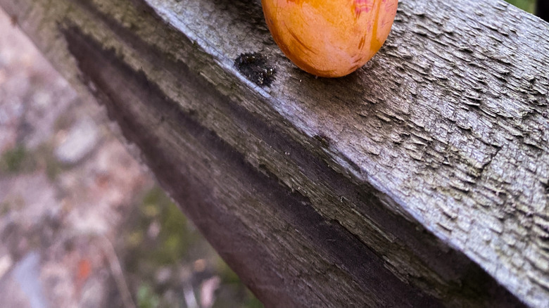 Turuncu kabuktan sümüklü yemek