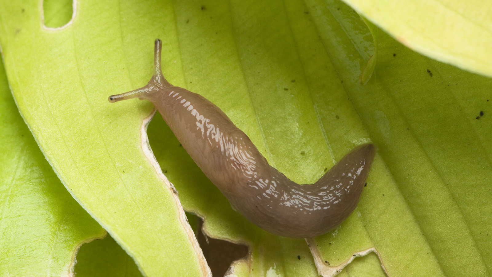 Güvenilemeyen sümüklü böcekleri caydırmak için popüler bahçe efsanesi