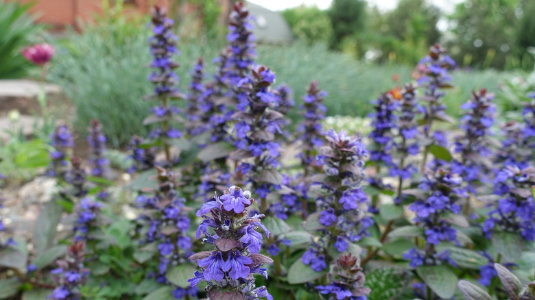 Mavi Ajuga Çiçekler Yaması.