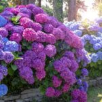 Ortanca çalıların altındaki alanı dolduran güvenilir zemin örtüsü güzel