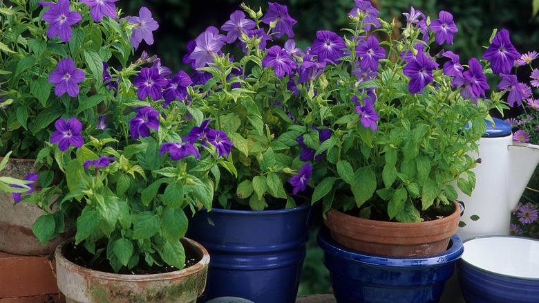 Tencerelerde çalı menekşeleri