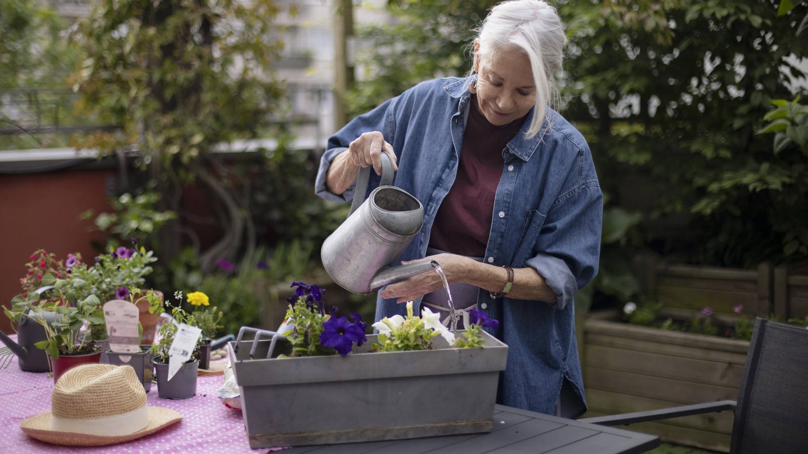 Hummingbirds'in sevdiği bir yaz çiçeği ile verandınıza güzel çiçekler getirin
