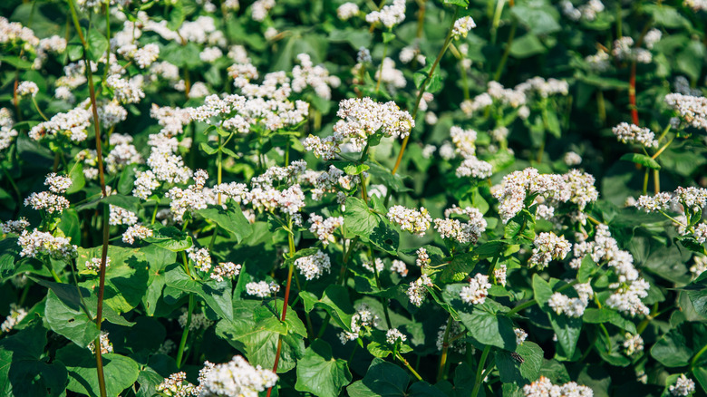 Çiçekli karabuğday bitkileri