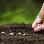 Toprağınızın kalitesini doğal olarak iyileştirecek tozlayıcı çeken tesis