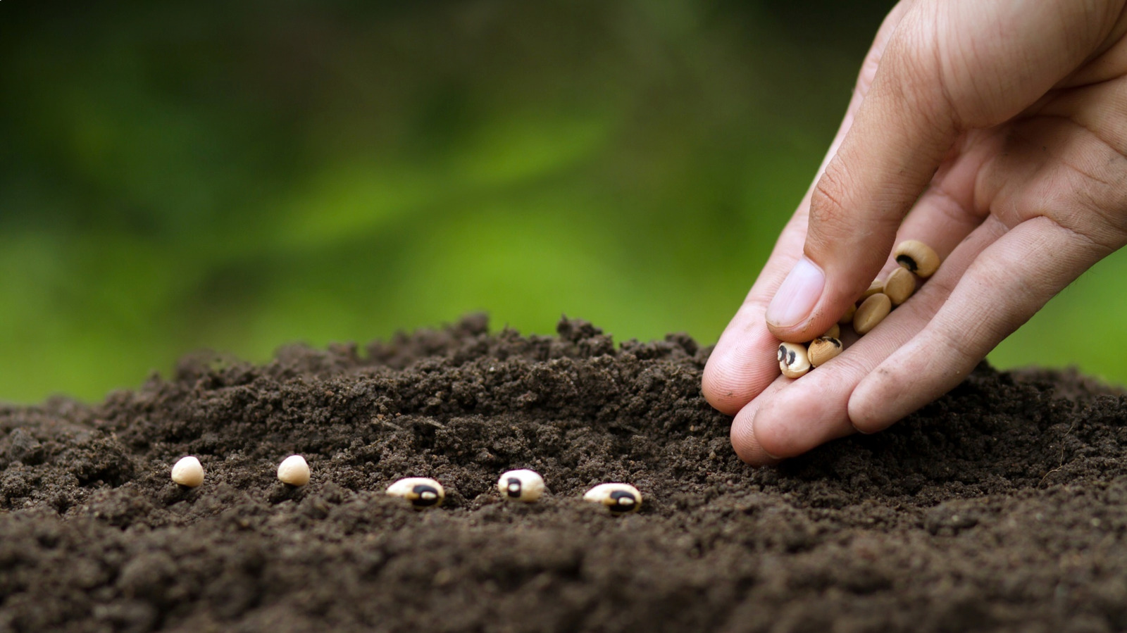 Toprağınızın kalitesini doğal olarak iyileştirecek tozlayıcı çeken tesis