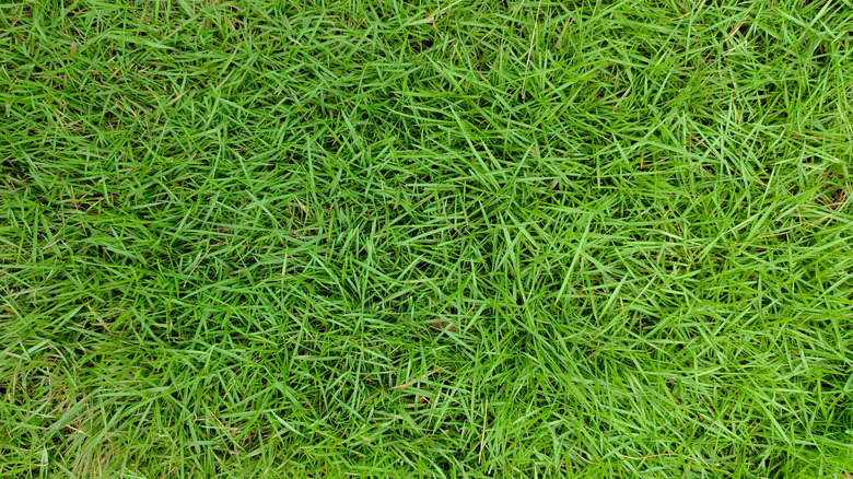 Yeşil Zoysia çimeninin yakınlığı.