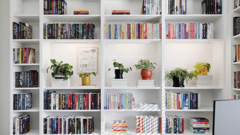 Kitaplarla dolu bir ev kütüphanesinde beyaz bir kitaplık ve birkaç ev bitkisi
