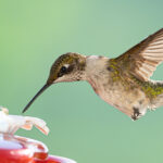 Bir mason kavanozunu bahçeniz için sevimli bir sinek kuşu besleyicisine kolayca dönüştürün