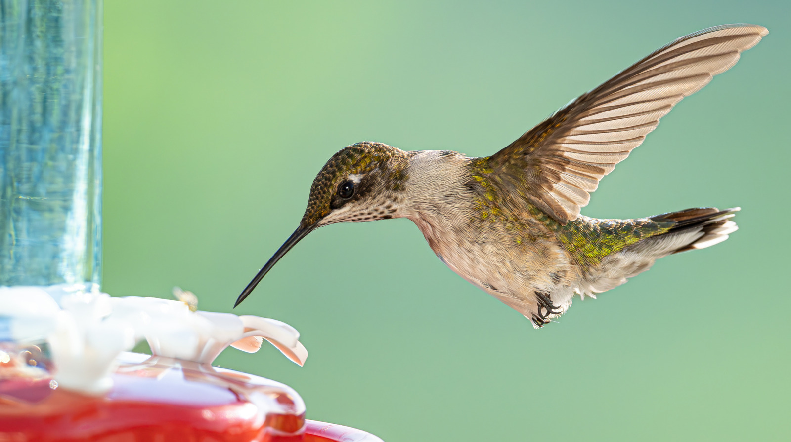 Bir mason kavanozunu bahçeniz için sevimli bir sinek kuşu besleyicisine kolayca dönüştürün