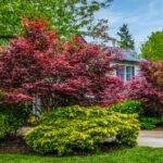 Japon akçaağaç ağacını yaymak için en iyi yöntem