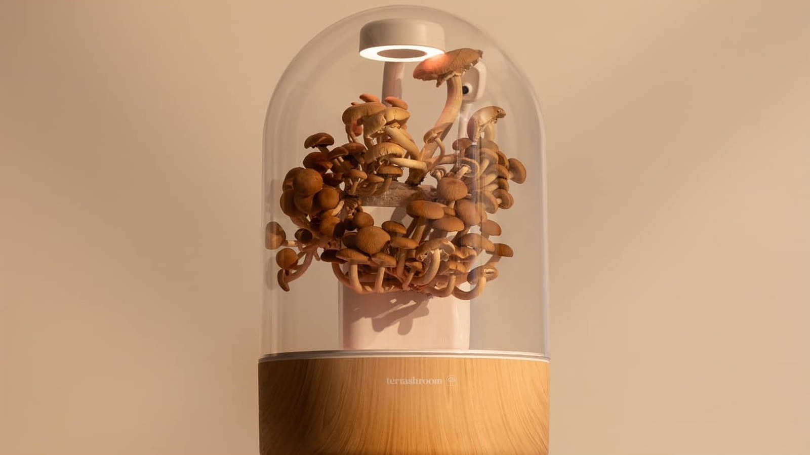 Shark Tank'ın Terrashroom'u nasıl büyüyen mantarları bahçıvanlar için daha az karmaşık hale getirir?