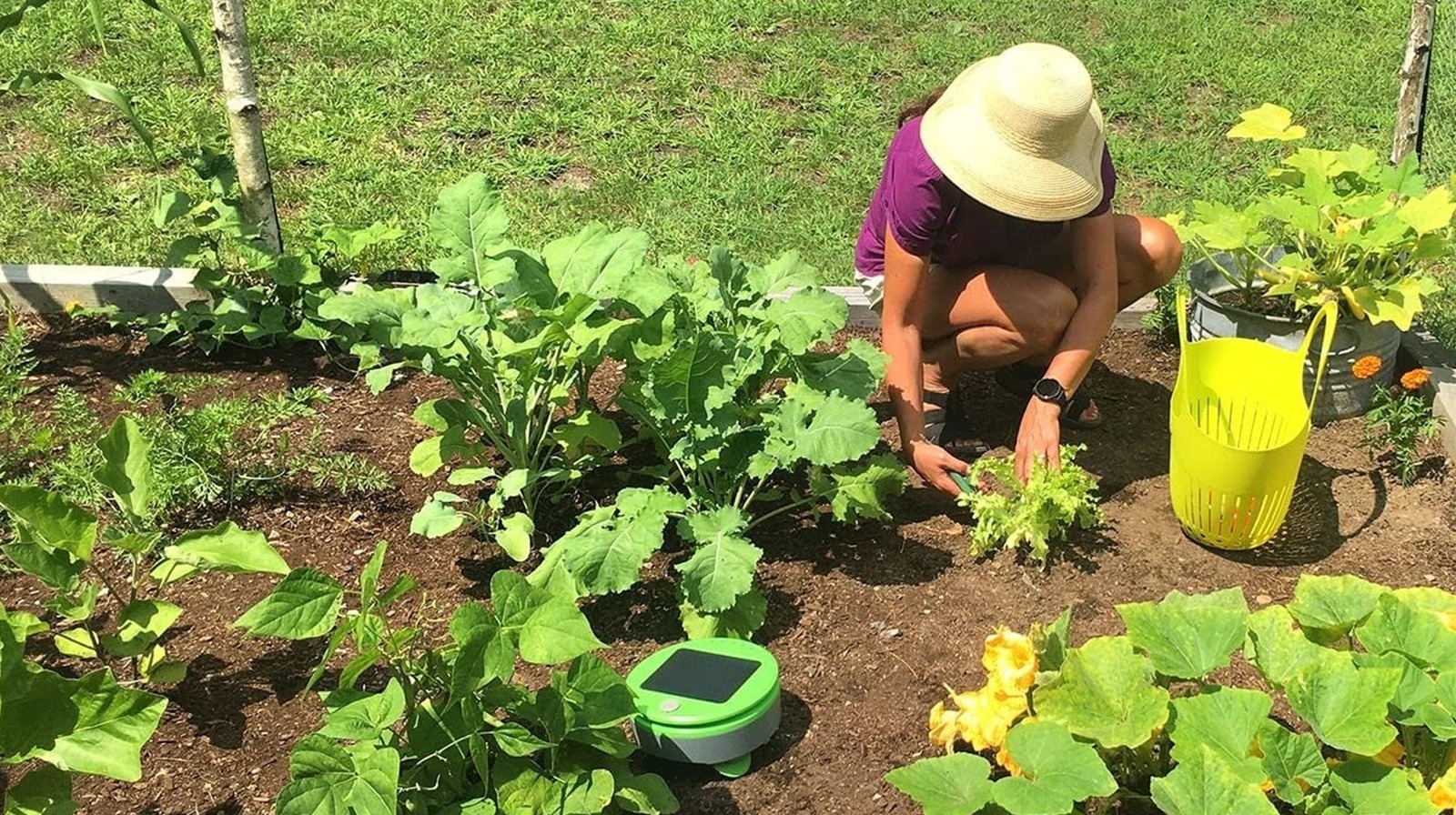 Tertill Garden Weding Robot gerçekten satın almaya değer mi? İşte incelemeler ne diyor