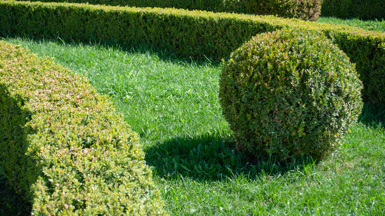 İyi süslenmiş çalılar ve top şeklindeki bir tahliye