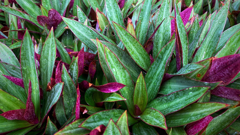 Bir istiridye bitkisinin yakınlığı