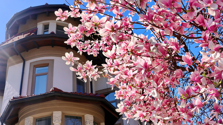 Bir evin önünde bir manolya ağacının yakınlığı