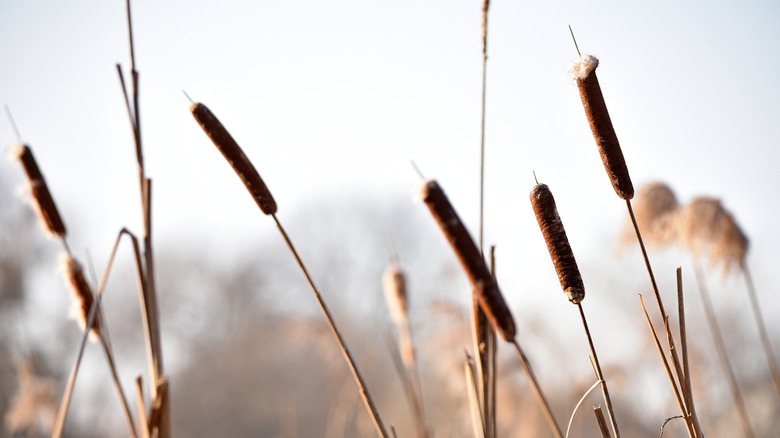 American Reed Grass of Closeup