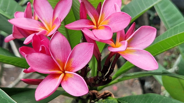 Pembe Plumeria Blooms Closeup
