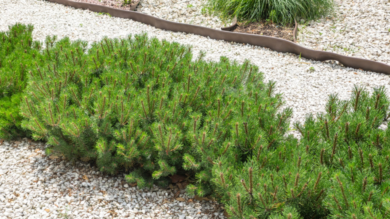 Bir kaya bahçesinde cüce mugo çam çalı