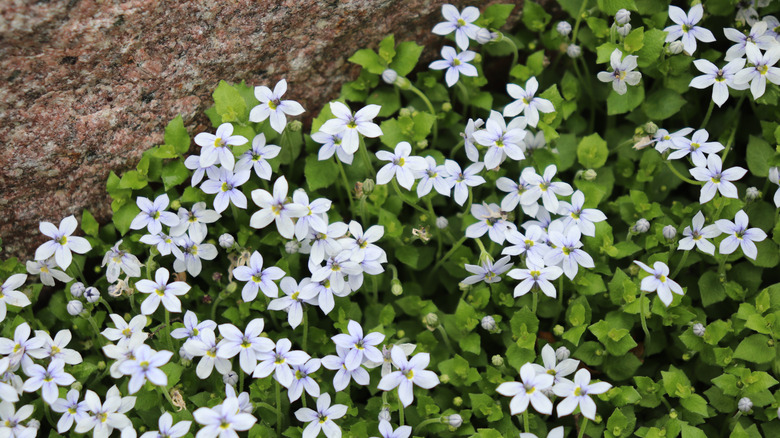 Beyaz çiçeklerle mavi sürünen bir yıldızın yakınlığı