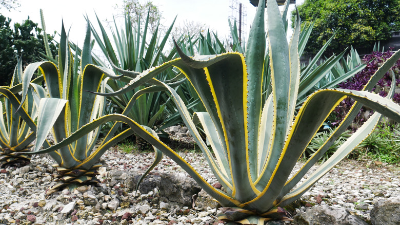 Bir kaya bahçesinde agave bitkilerinin yakınlığı
