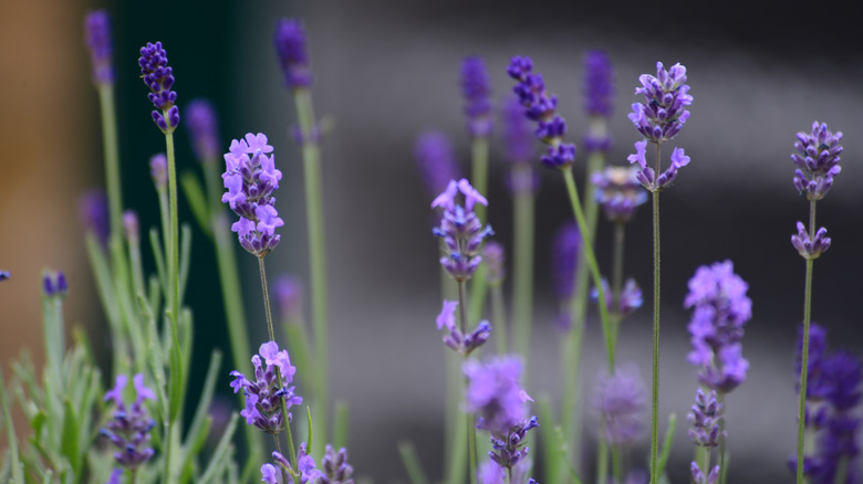 Lavanta çiçeklerinin yakınlığı