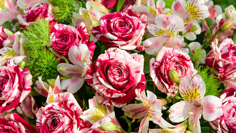 Bir bukette pembe ve beyaz iki renkli gül karışımı