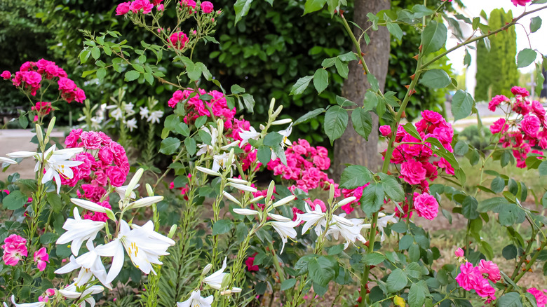 Beyaz zambaklar ve pembe güller birlikte büyüdü
