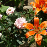 Bahçede zambak ve gül yetiştirmenin yararı