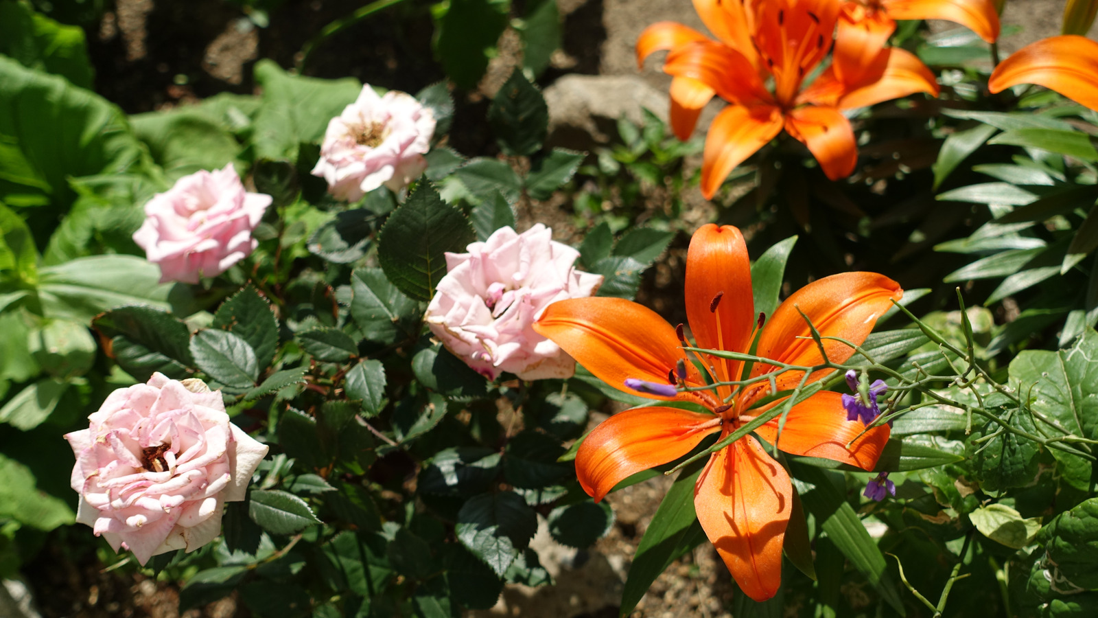 Bahçede zambak ve gül yetiştirmenin yararı