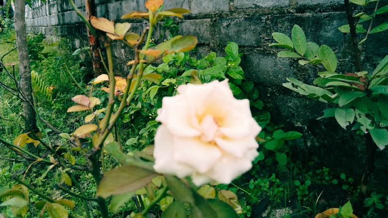 Bahçede büyüyen açık renkli güller