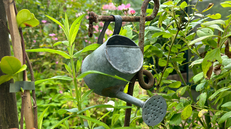 Vintage sulama, bir bahçede yeşillikler arasında dekorasyon olarak asılabilir